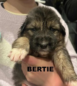 BERTIE AVAILABLE TO ADOPT 